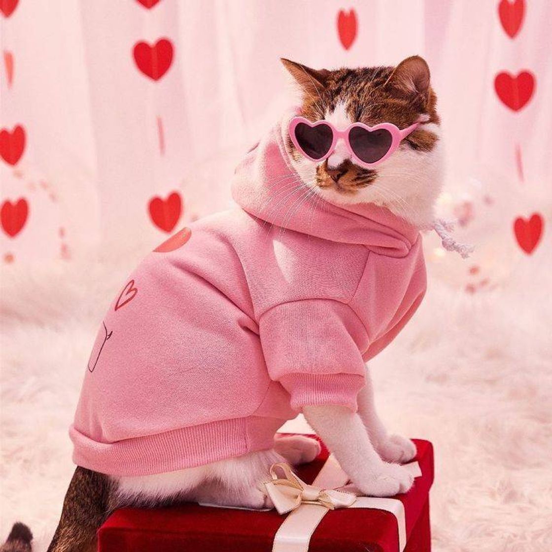 Fashion cat