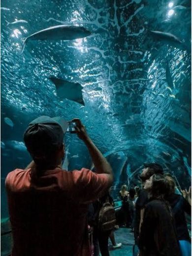 Aquário Marinho do Rio de Janeiro