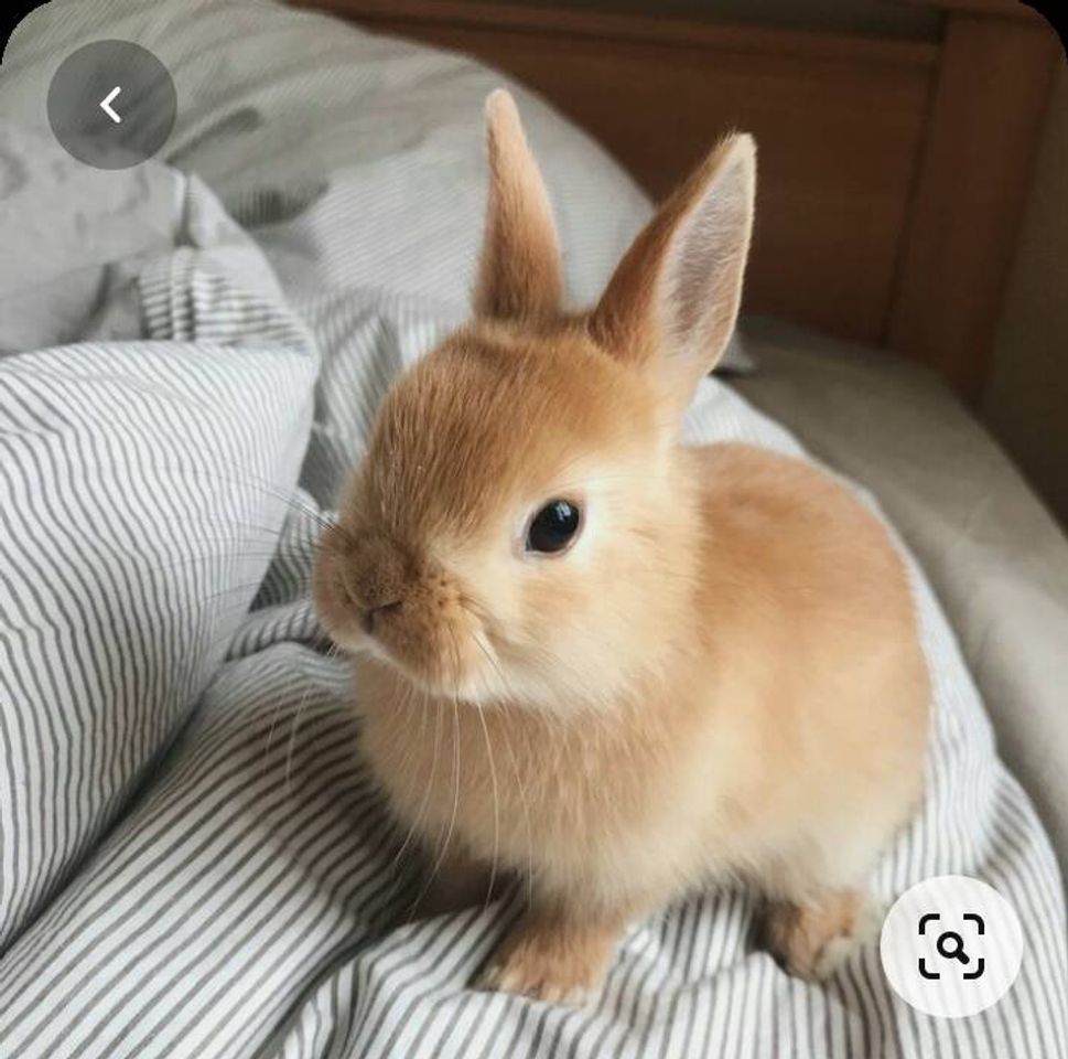 Social P E T S 🐇