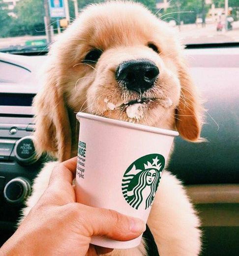 dog starbucks 