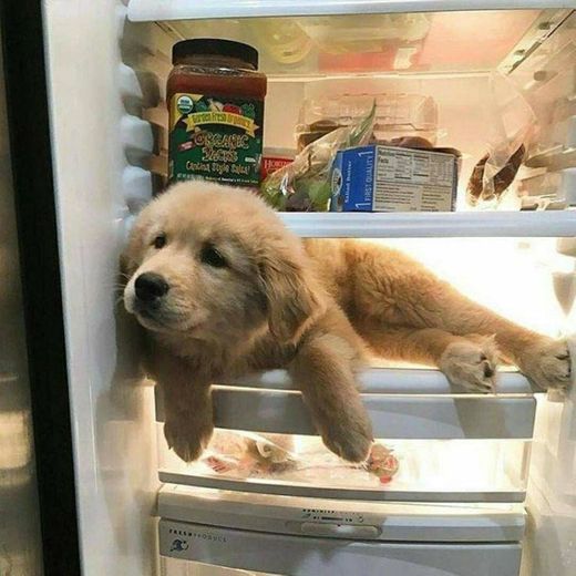 dog calor