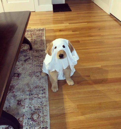 dog fantasma