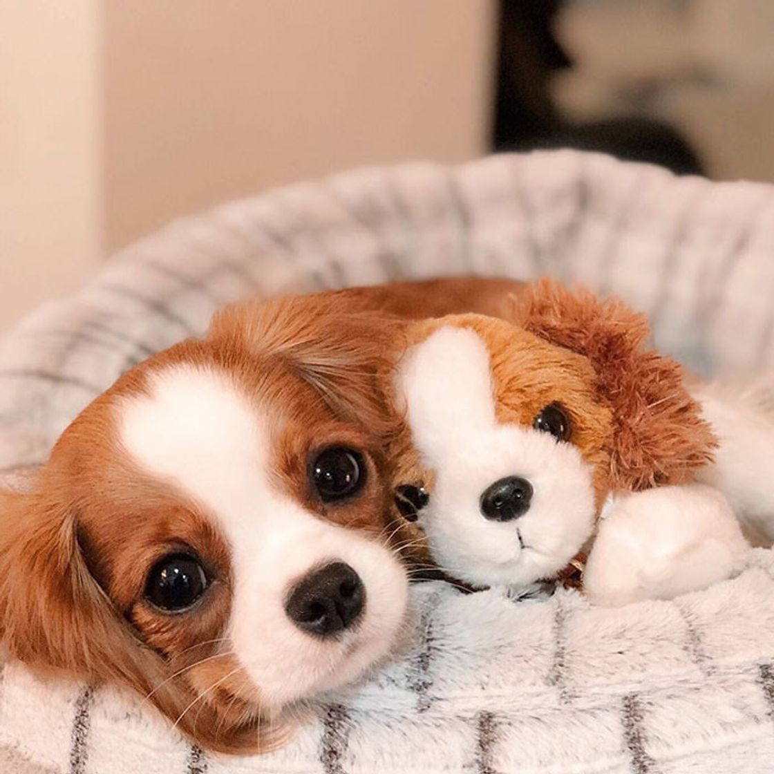 Social The cutest dogs