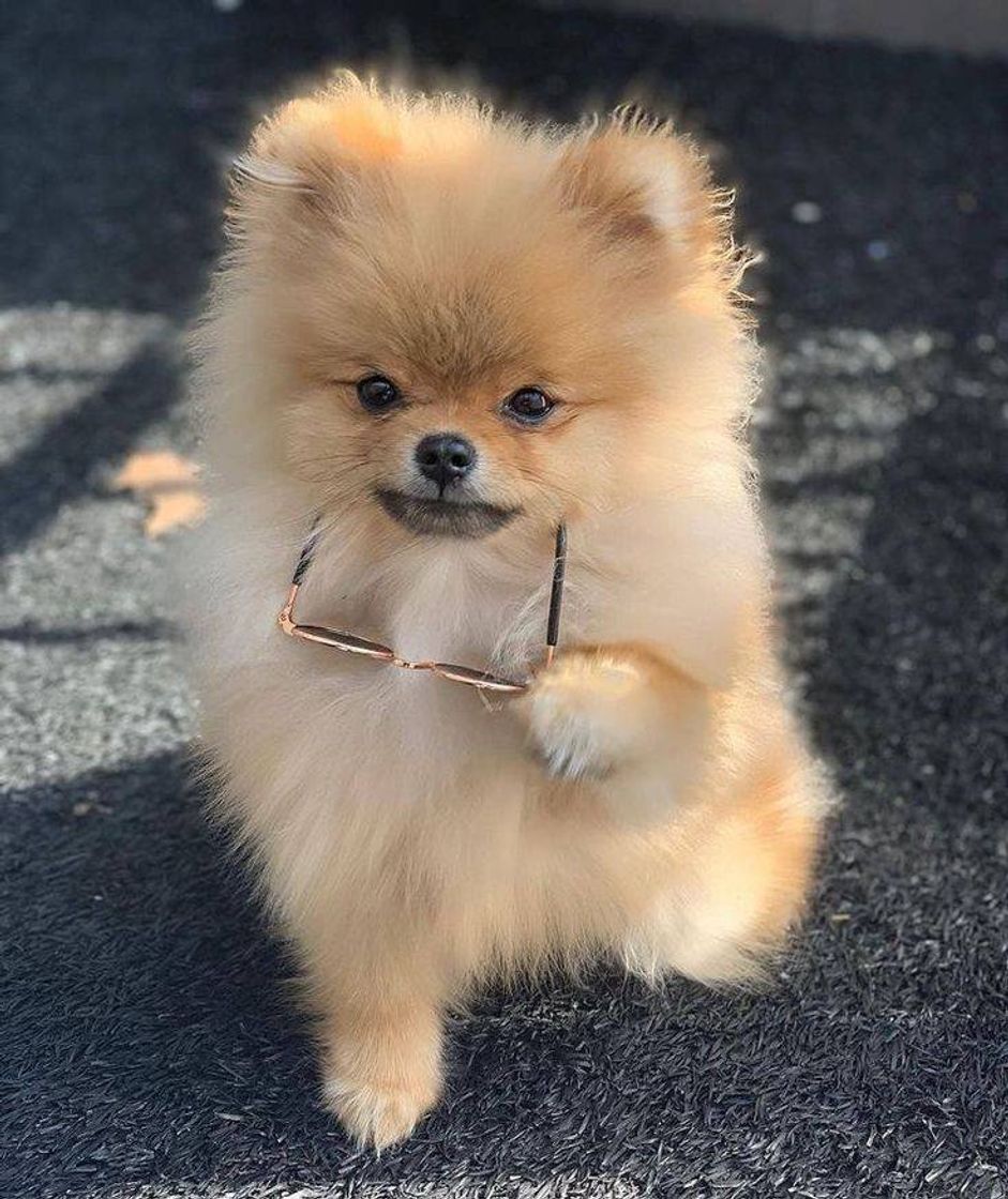 Fashion ✨LULU DA POMERÂNIA COM ÓCLIN NA PATA✨