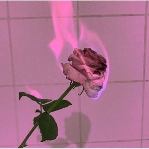 Wallpaper rose fire 🔥 