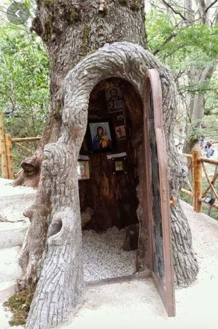 Social Casa dentro da raiz 🌳