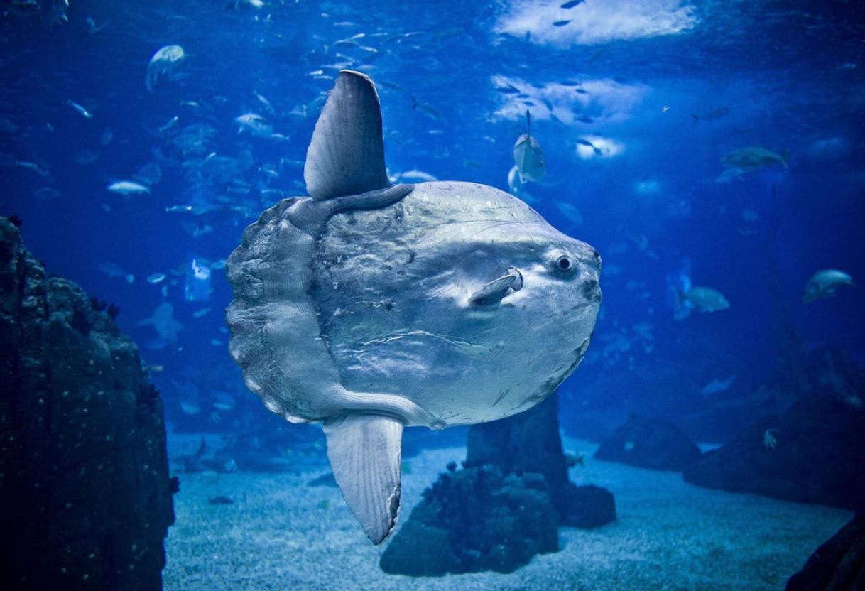 Place Oceanario de Lisboa