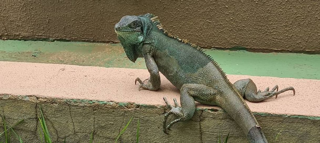 Moda Uma iguana 