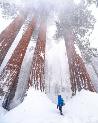 Sequoia Gante