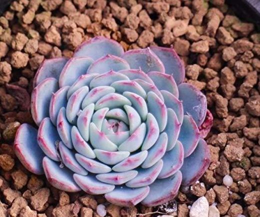 10 Semillas Echeveria Secunda Puebla