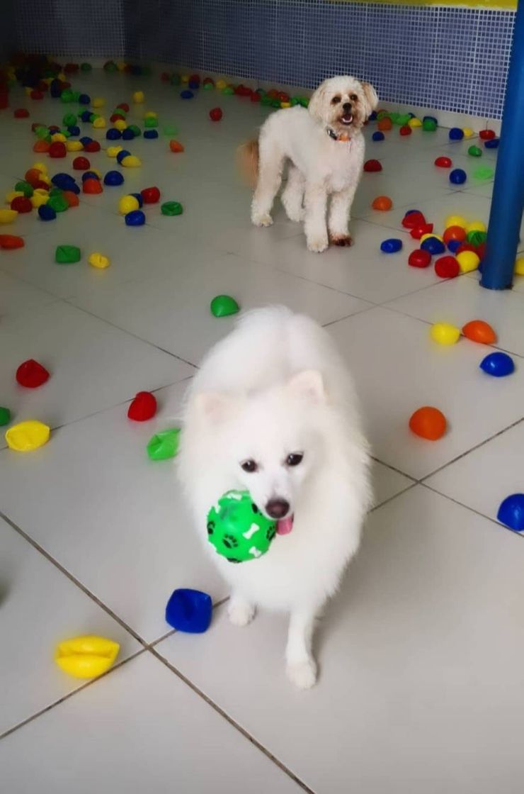 Lugar Dorminhocão Hotel e Creche para Cachorros