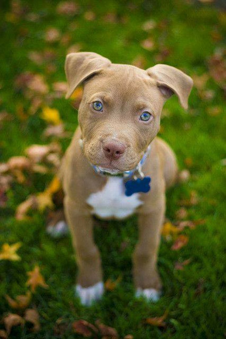 Fashion Pitbull