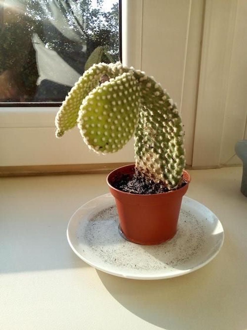 Fashion how to save your succulent / cactus