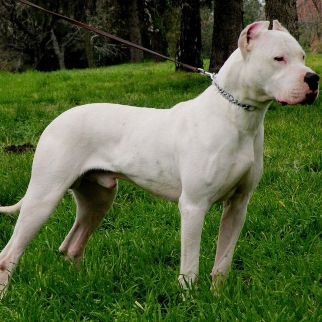 Moda Dogo argentino 