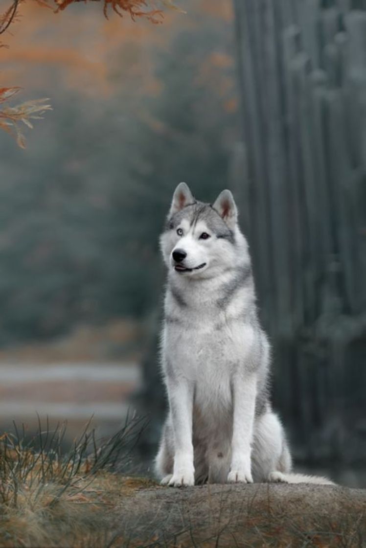 Moda Husky Siberiano 