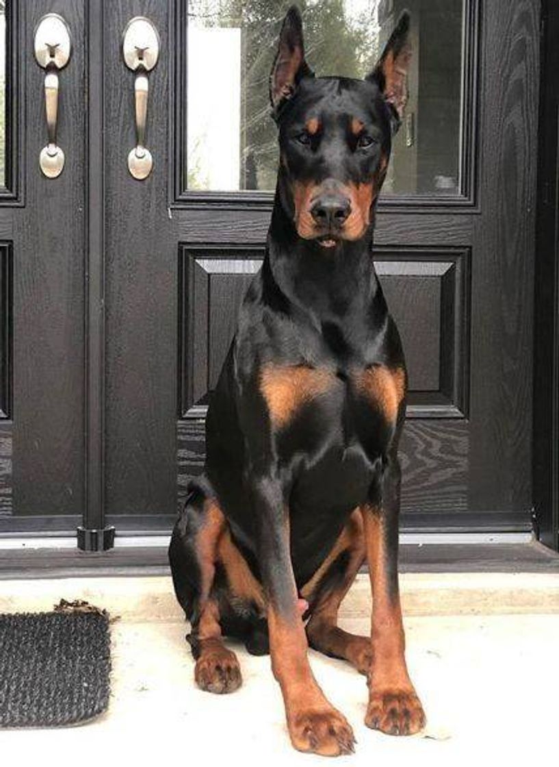 Fashion Doberman