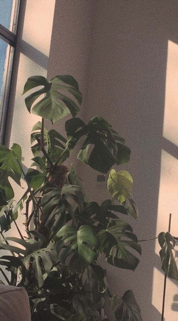 Social Wallpaper 