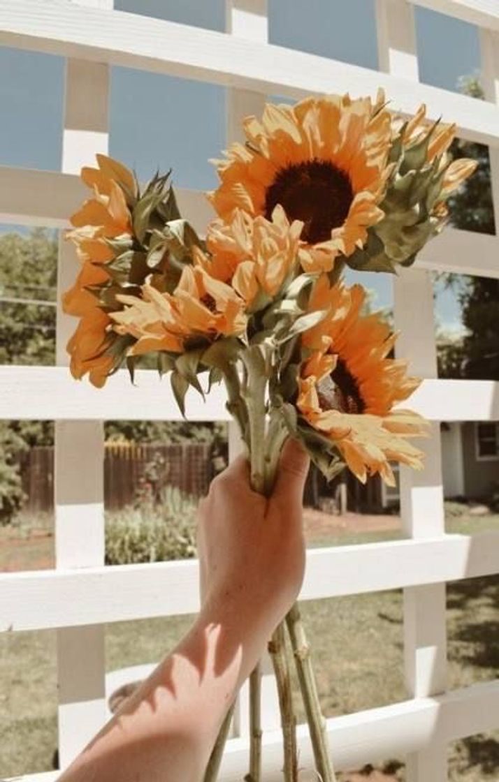 Social Girassol / Sunflower 