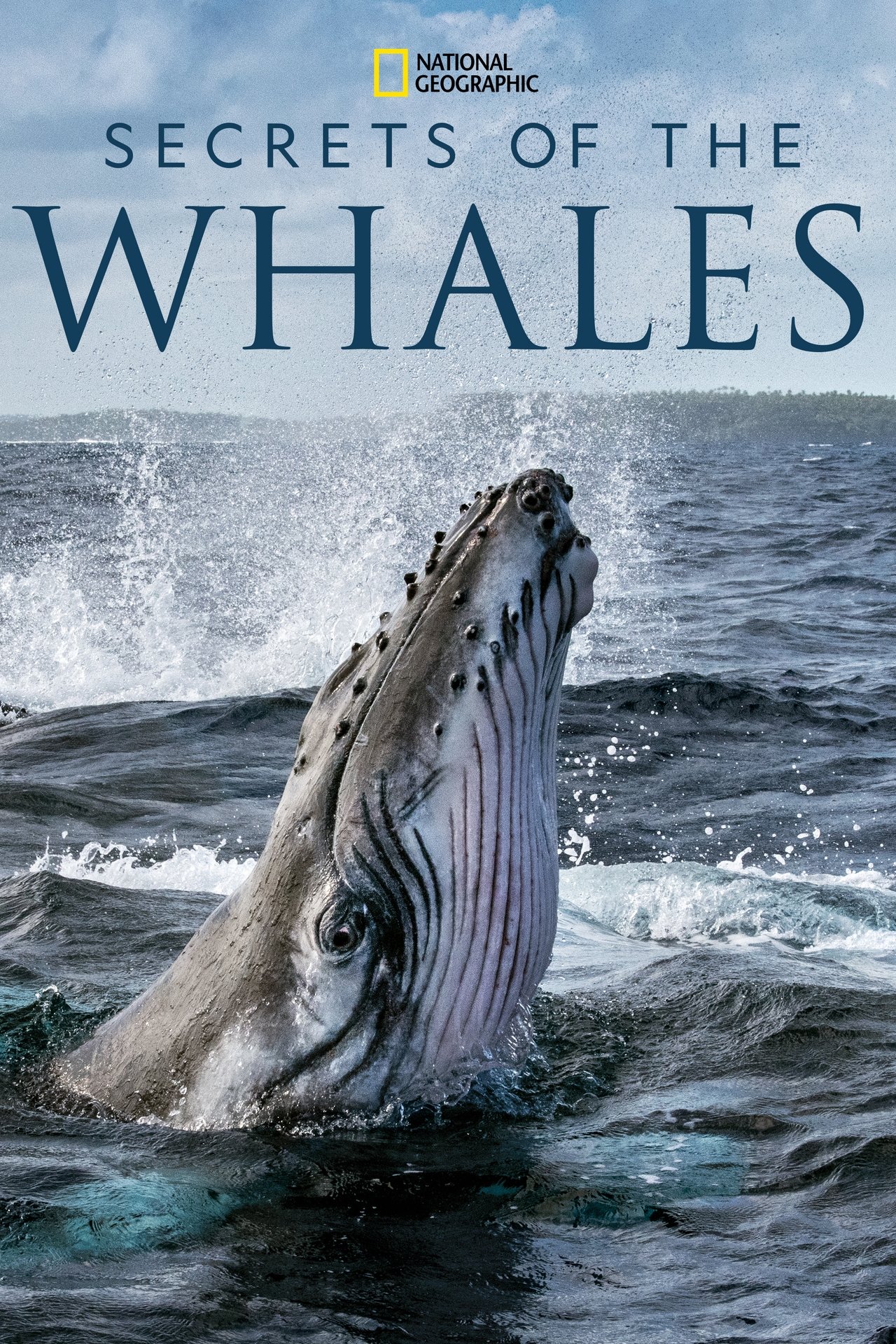 Los Secretos de las ballenas
