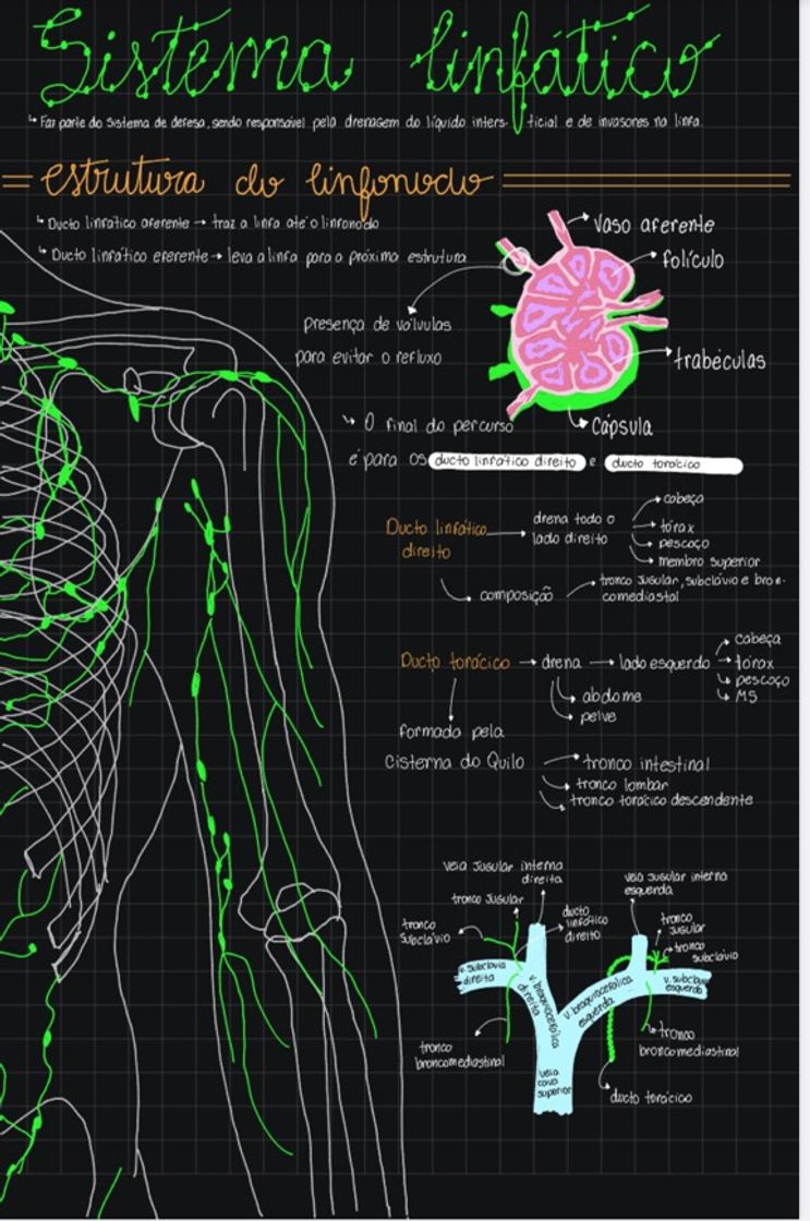 Moda Anatomia do Sistema linfático - Anatomia I