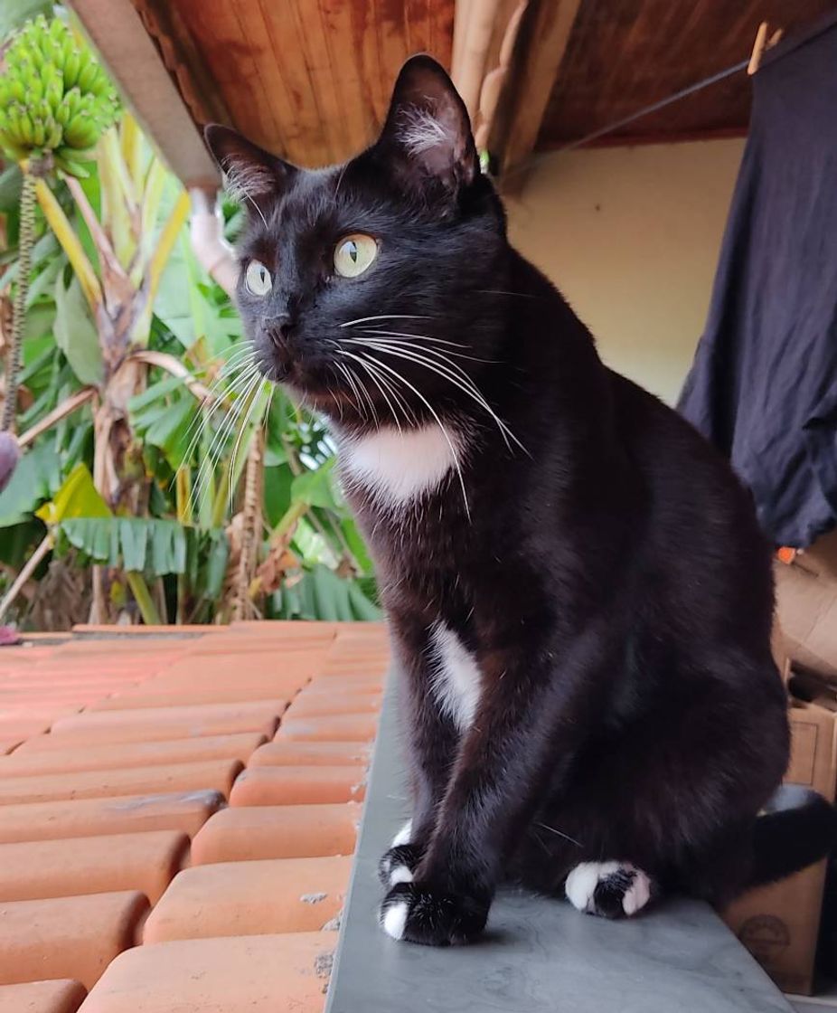 Fashion Gato Preto 🖤