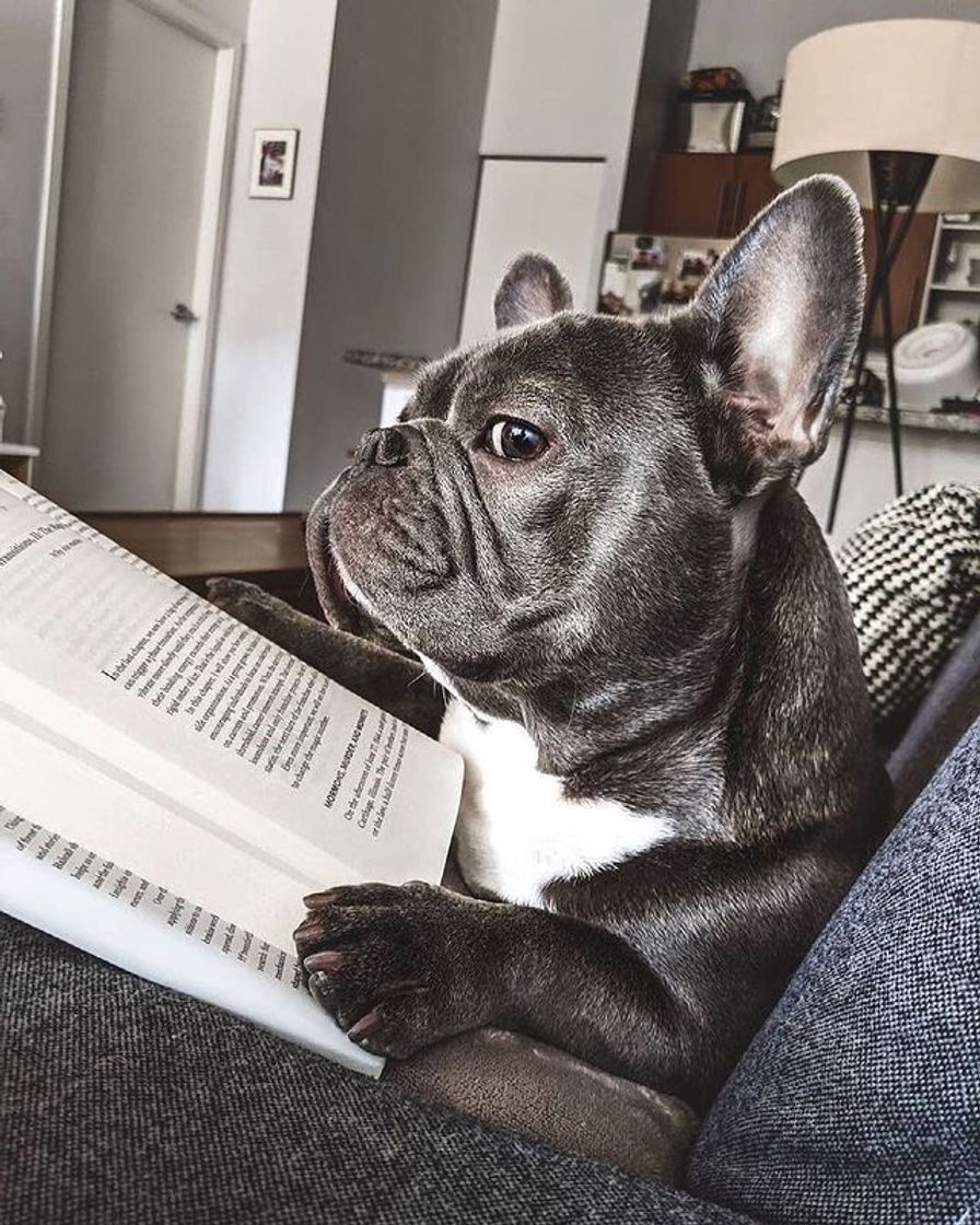 Fashion Bulldog Frances desconfiadinho, não tem coisa mais fofa. 🥺