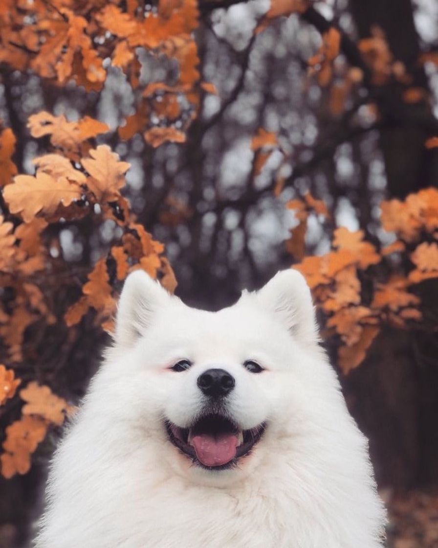 Fashion Doguinho modelo e sorridente. Parece um ursinho de pelúcia.♥