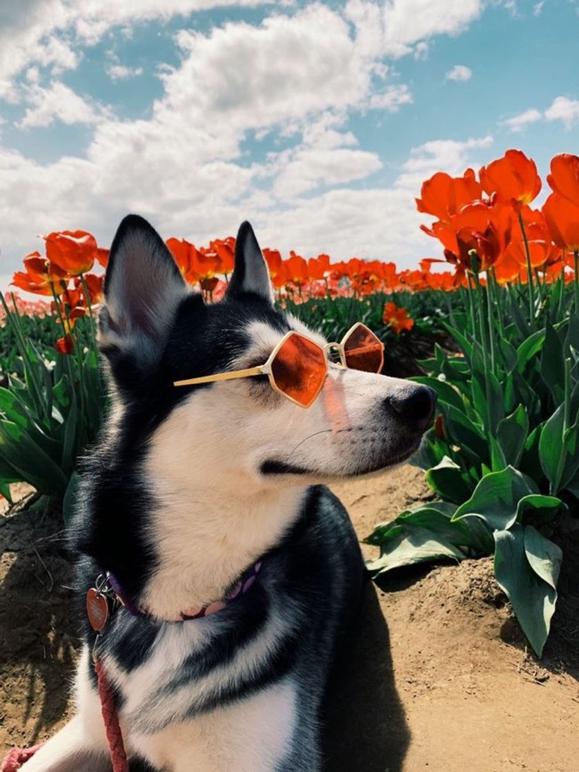 Fashion Um husky modelo vocês não vêem todos os dias. 💘