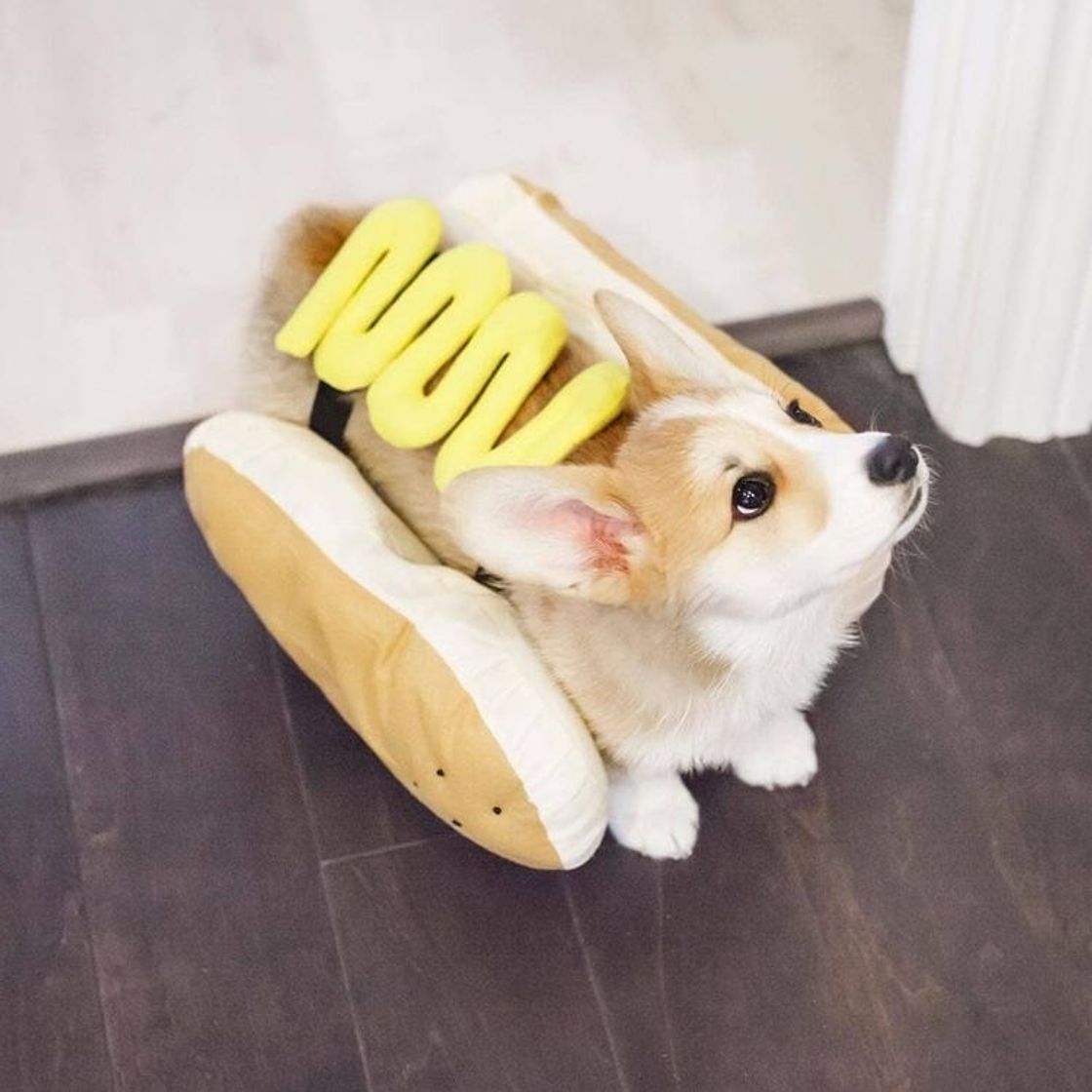 Fashion Acho que me confundiram...... 🌭🧡