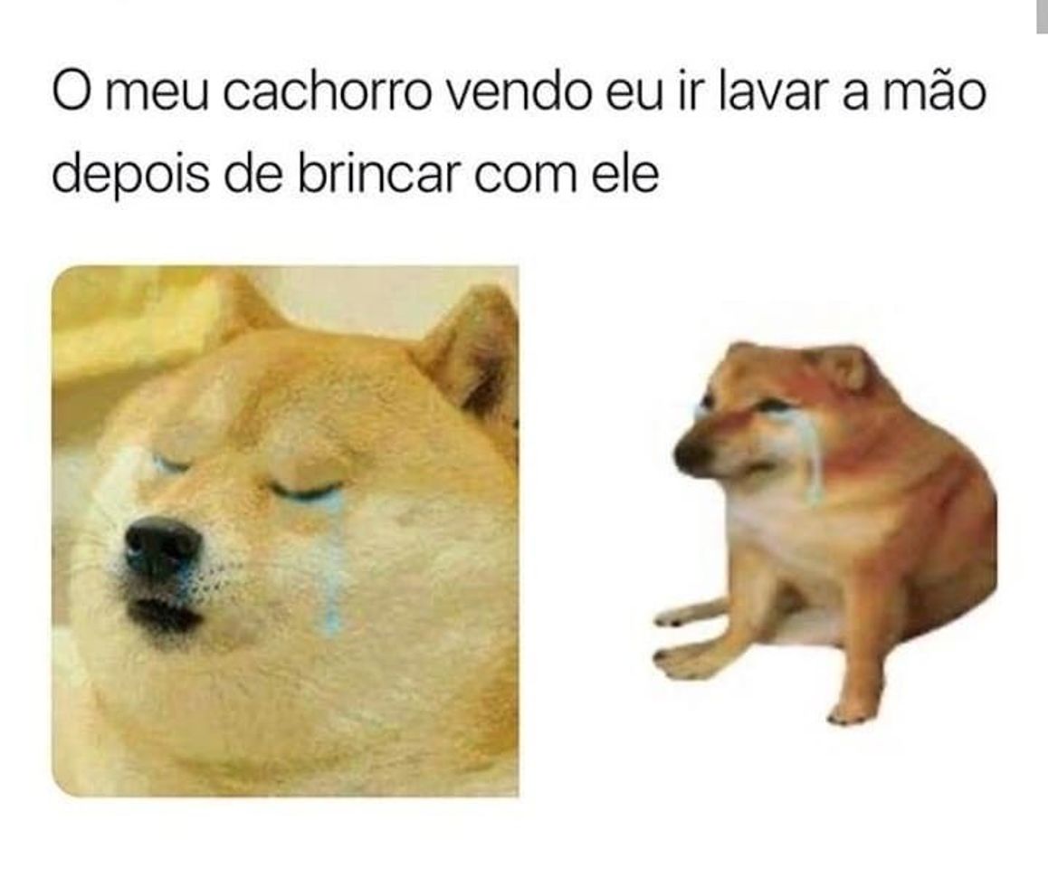 Moda Cachorro