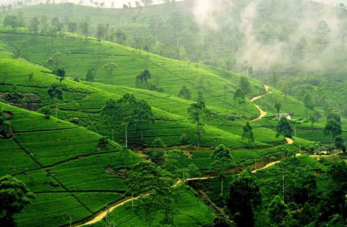 Lugar Nuwara Eliya