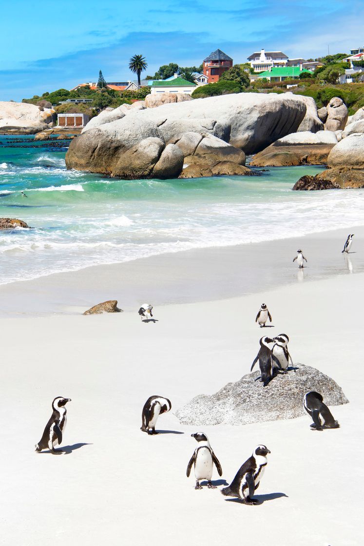 Lugar Boulders Beach