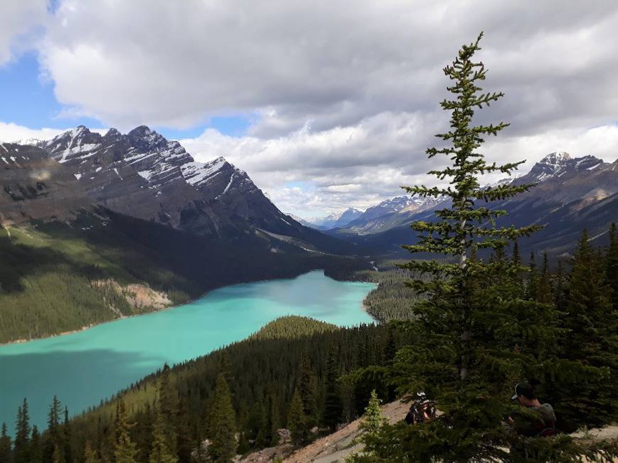 Place Peyto Lake