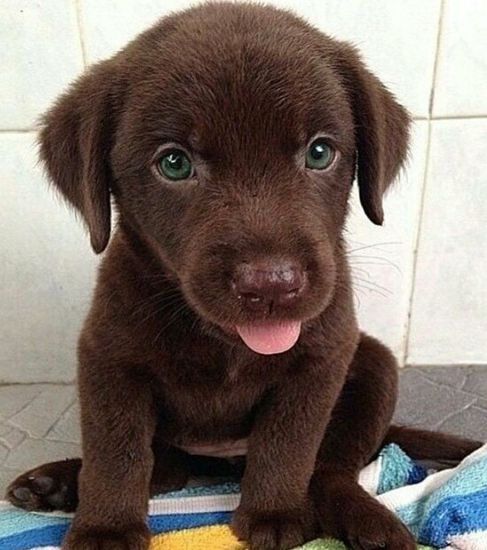 Social Dog 🐾