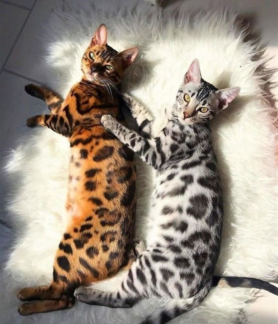 Social Bengal 