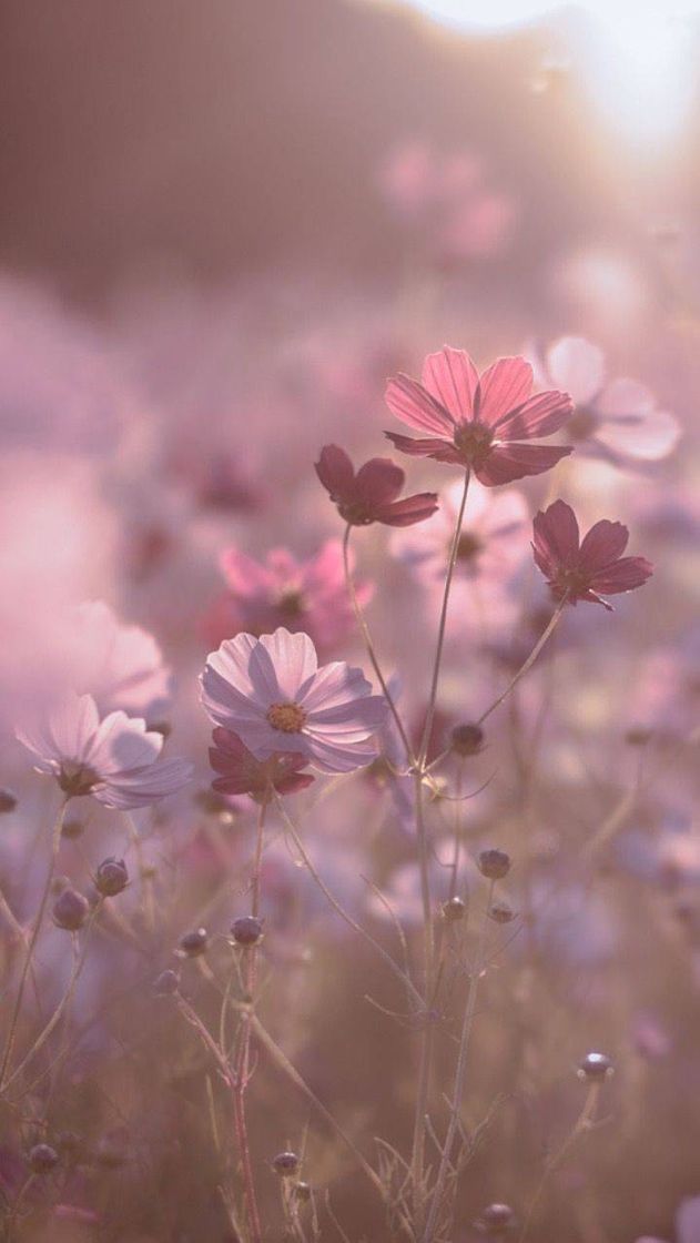 Social daybreak de Miyako Koumura - Foto 124470667 / 500px | Blumen ...
