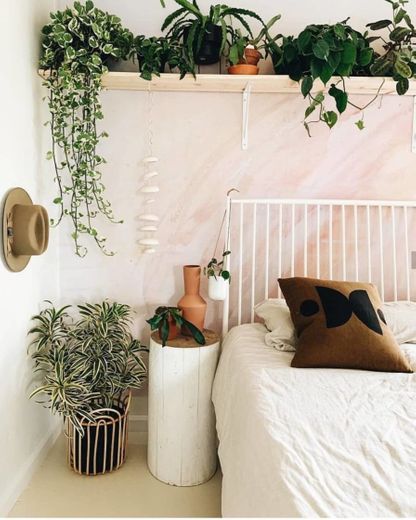 5 Plantas para Ficar no Seu Quarto 🛌