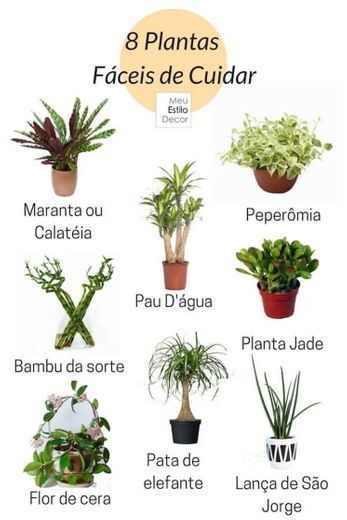 Plantas Fáceis de Cuidar em Casa 🌵