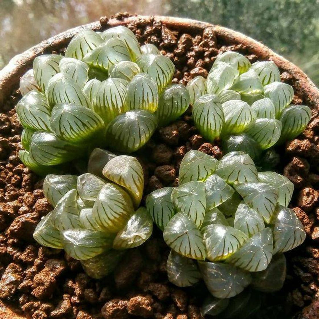 Fashion Haworthia 