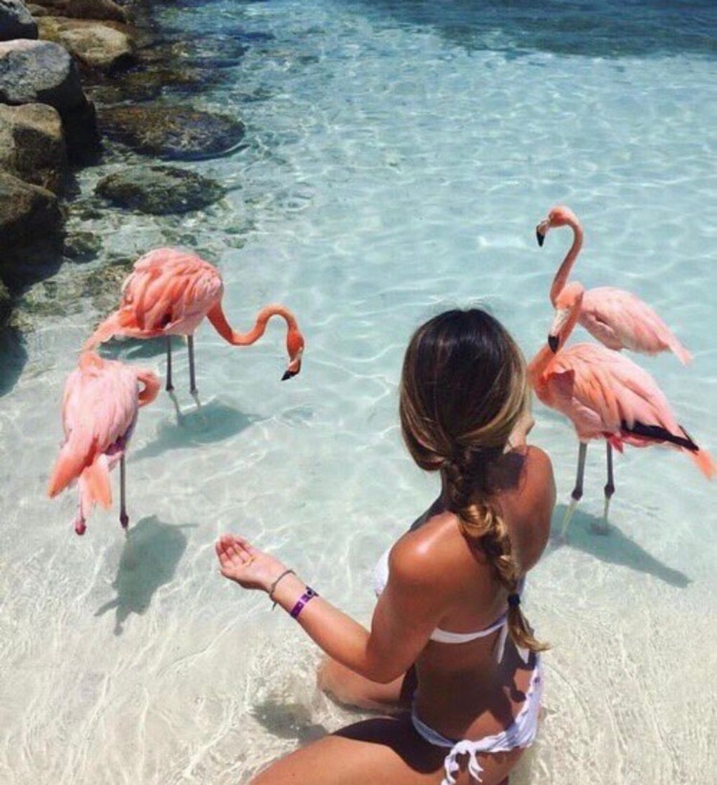 Moda Flamingo 