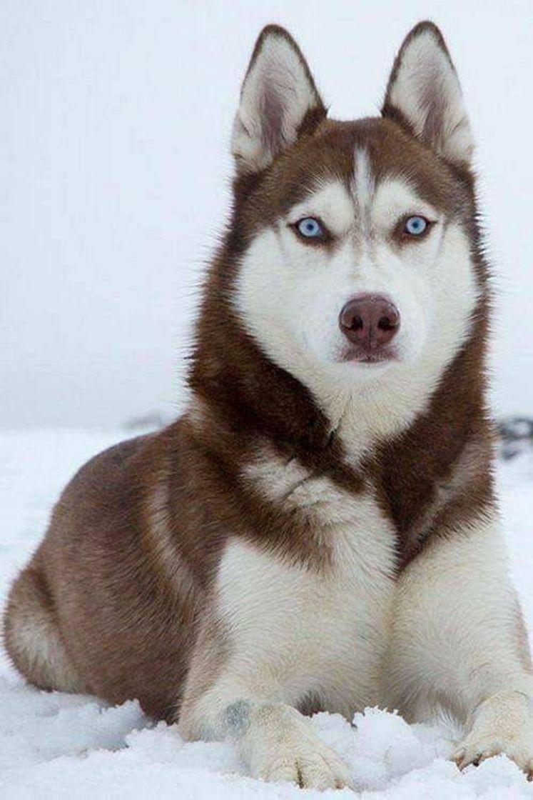 Fashion Husky Siberiano 