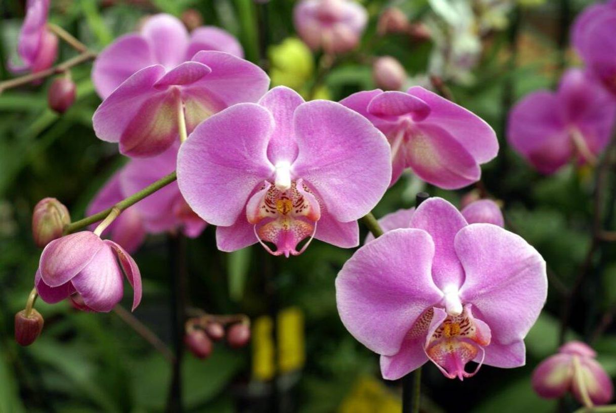 Social Orquídea 