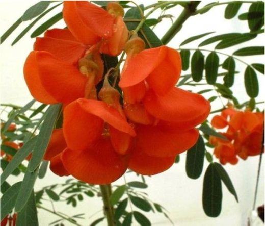 Acácia de flor vermelha (Sesbania punicea)