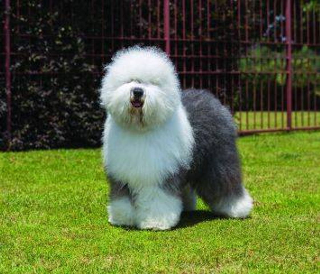 Fashion English Sheepdog