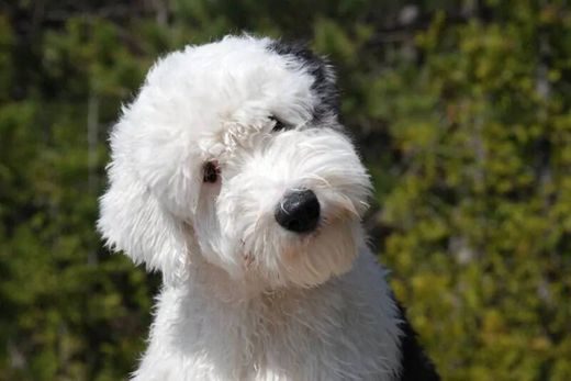 English Sheepdog