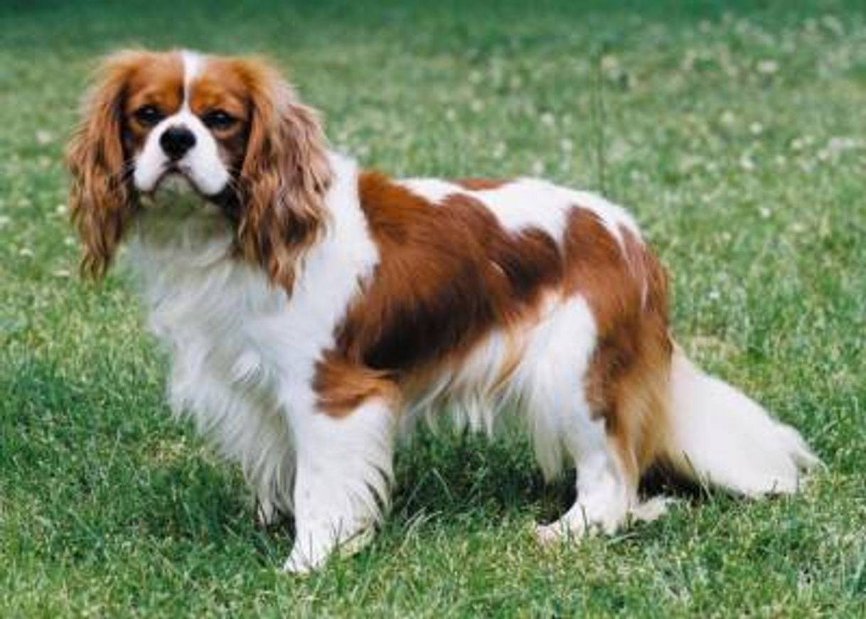 Moda Cavalier King Charles Spaniel