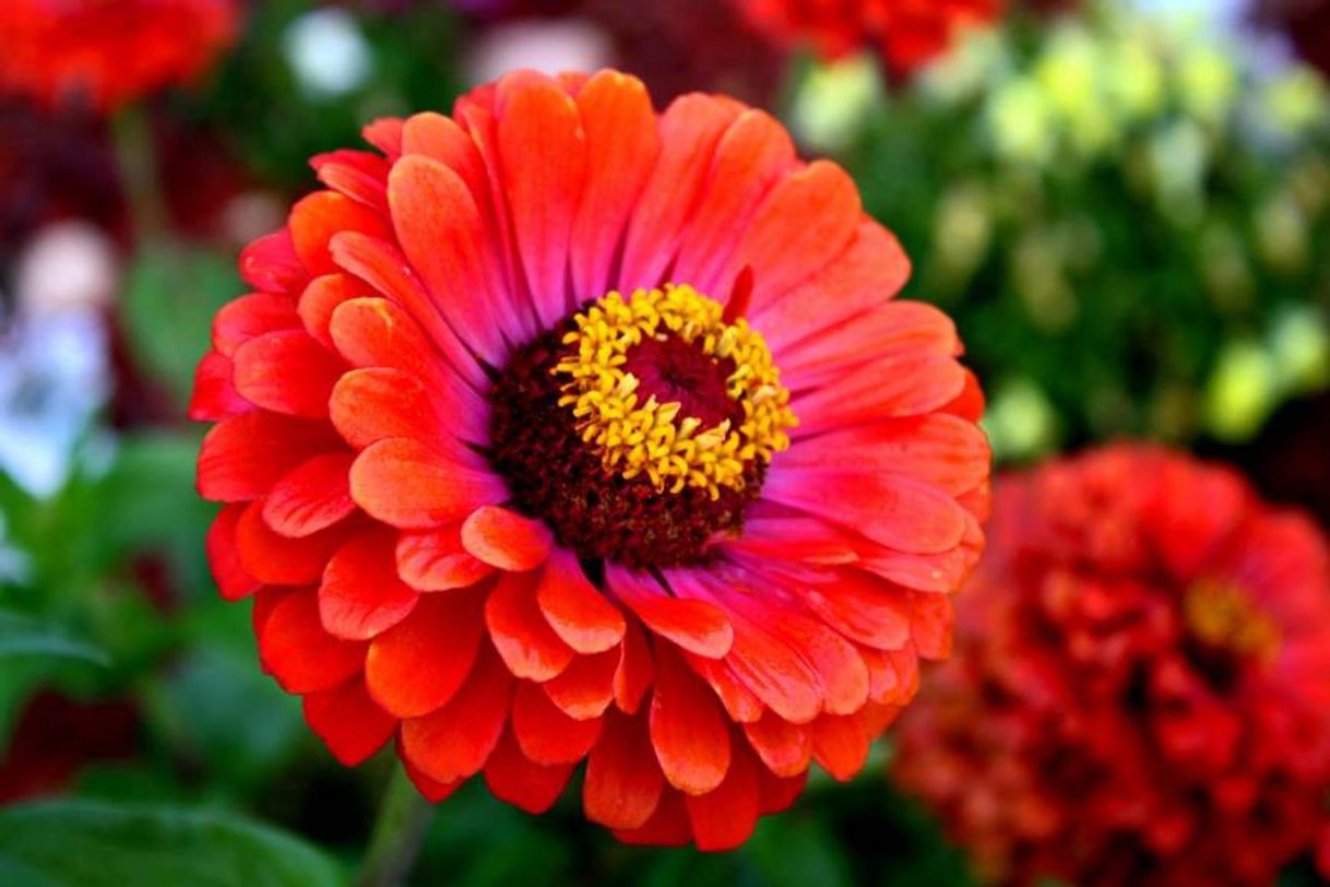 Social Zinnia