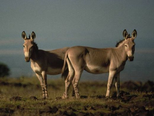  Asno-selvagem-africano (Equus africanus)

