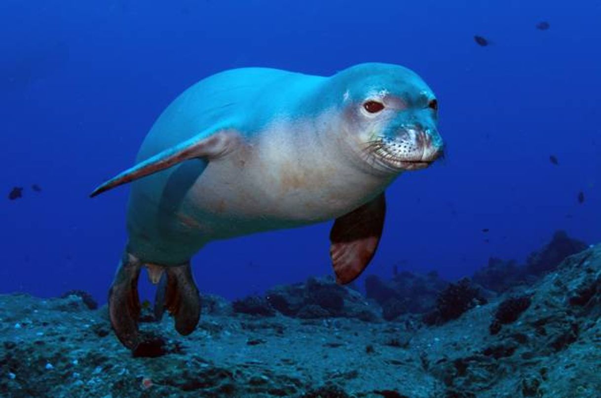 Moda Foca-monge-do-Havaí (Monachus schauinslandi)

