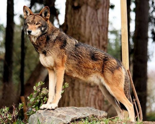 Lobo-vermelho (Canis rufus)

